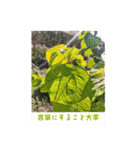 ふみこのスタンプ*米寿祝いに花と名言集（個別スタンプ：34）