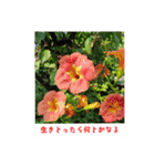 ふみこのスタンプ*米寿祝いに花と名言集（個別スタンプ：35）