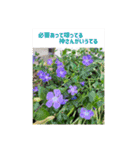 ふみこのスタンプ*米寿祝いに花と名言集（個別スタンプ：39）