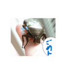 うちのペットさんだー（個別スタンプ：2）