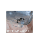うちのペットさんだー（個別スタンプ：5）