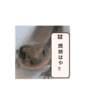 うちのペットさんだー（個別スタンプ：8）