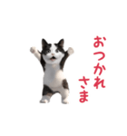 踊る！ダンス猫（ハチワレ）（個別スタンプ：1）