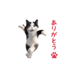 踊る！ダンス猫（ハチワレ）（個別スタンプ：3）