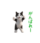 踊る！ダンス猫（ハチワレ）（個別スタンプ：4）