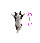 踊る！ダンス猫（ハチワレ）（個別スタンプ：5）
