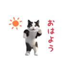 踊る！ダンス猫（ハチワレ）（個別スタンプ：7）