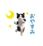 踊る！ダンス猫（ハチワレ）（個別スタンプ：8）