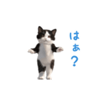 踊る！ダンス猫（ハチワレ）（個別スタンプ：9）