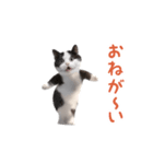 踊る！ダンス猫（ハチワレ）（個別スタンプ：10）
