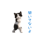 踊る！ダンス猫（ハチワレ）（個別スタンプ：11）