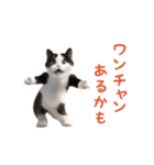 踊る！ダンス猫（ハチワレ）（個別スタンプ：13）