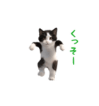 踊る！ダンス猫（ハチワレ）（個別スタンプ：14）