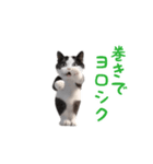 踊る！ダンス猫（ハチワレ）（個別スタンプ：16）