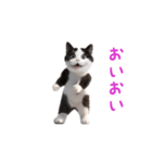 踊る！ダンス猫（ハチワレ）（個別スタンプ：17）