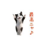踊る！ダンス猫（ハチワレ）（個別スタンプ：18）