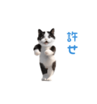 踊る！ダンス猫（ハチワレ）（個別スタンプ：19）