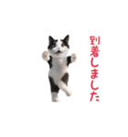 踊る！ダンス猫（ハチワレ）（個別スタンプ：20）