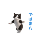 踊る！ダンス猫（ハチワレ）（個別スタンプ：21）