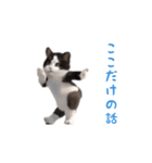 踊る！ダンス猫（ハチワレ）（個別スタンプ：23）