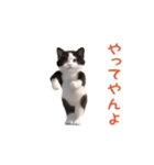 踊る！ダンス猫（ハチワレ）（個別スタンプ：24）