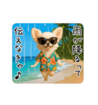 夏♡エッホエッホ チワワ（個別スタンプ：16）