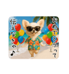 夏♡エッホエッホ チワワ（個別スタンプ：17）