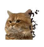 ペルシャ猫 ひよこ スタンプ 6（個別スタンプ：3）