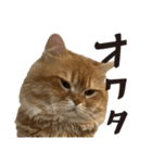 ペルシャ猫 ひよこ スタンプ 6（個別スタンプ：6）