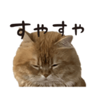 ペルシャ猫 ひよこ スタンプ 6（個別スタンプ：7）