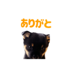 レオだぞ2（個別スタンプ：2）