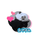 愛猫の日常スタンプ.Animation（個別スタンプ：2）
