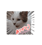 愛猫の日常スタンプ.Animation（個別スタンプ：3）