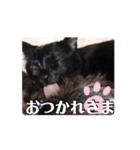 愛猫の日常スタンプ.Animation（個別スタンプ：4）