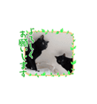 愛猫の日常スタンプ.Animation（個別スタンプ：5）