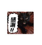 愛猫の日常スタンプ.Animation（個別スタンプ：6）