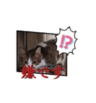 愛猫の日常スタンプ.Animation（個別スタンプ：8）