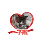 愛猫の日常スタンプ.Animation（個別スタンプ：9）