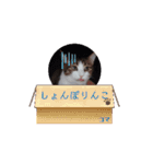 愛猫の日常スタンプ.Animation（個別スタンプ：12）
