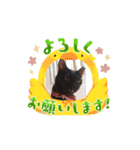 愛猫の日常スタンプ.Animation（個別スタンプ：13）