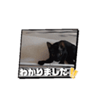 愛猫の日常スタンプ.Animation（個別スタンプ：14）