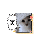 愛猫の日常スタンプ.Animation（個別スタンプ：15）