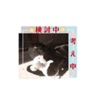 愛猫の日常スタンプ.Animation（個別スタンプ：16）