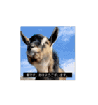 OH MY GOATS スタンプ（個別スタンプ：1）