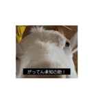 OH MY GOATS スタンプ（個別スタンプ：5）