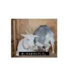 OH MY GOATS スタンプ（個別スタンプ：6）