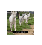 OH MY GOATS スタンプ（個別スタンプ：7）