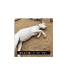 OH MY GOATS スタンプ（個別スタンプ：10）