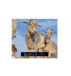 OH MY GOATS スタンプ（個別スタンプ：11）