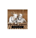 OH MY GOATS スタンプ（個別スタンプ：13）